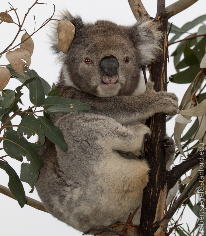 koala